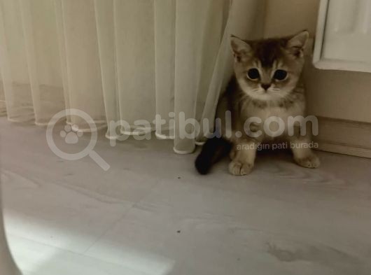 Çok Tatli Ve Masum Oyuncu Kedicik görsel