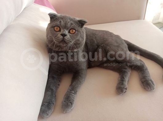 Çok Tatli Ve Masum Oyuncu Kedicik görsel