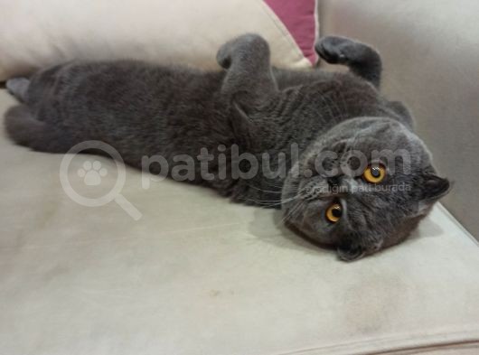 Çok Tatli Ve Masum Oyuncu Kedicik görsel