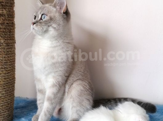 Yavrularımıza Ömürlük Yuva Arıyoruz görsel