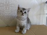 2 Aylık Dişi Scottsh Straight Kızımız Yeni Ailesini Arıyor