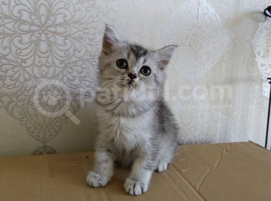2 Aylık Dişi Scottsh Straight Kızımız Yeni Ailesini Arıyor görsel