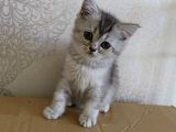 2 Aylık Dişi Scottsh Straight Kızımız Yeni Ailesini Arıyor