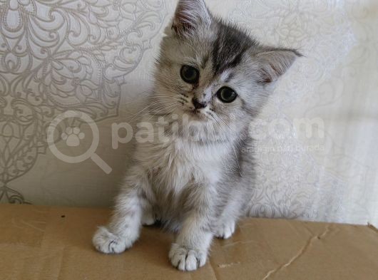 2 Aylık Dişi Scottsh Straight Kızımız Yeni Ailesini Arıyor görsel