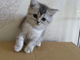 2 Aylık Dişi Scottsh Straight Kızımız Yeni Ailesini Arıyor
