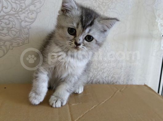 2 Aylık Dişi Scottsh Straight Kızımız Yeni Ailesini Arıyor görsel