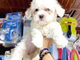 Maltesse Terri̇er