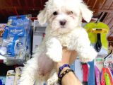 Maltesse Terri̇er