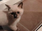 Mavi̇ş Gözlü Yakişikli Erkek Yuvasini Ariyor Bri̇ti̇sh