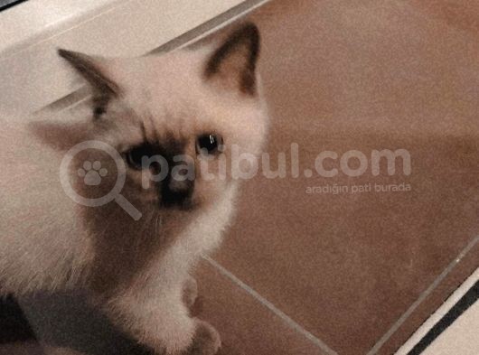 Mavi̇ş Gözlü Yakişikli Erkek Yuvasini Ariyor Bri̇ti̇sh görsel
