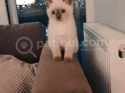 Mavi̇ş Gözlü Yakişikli Erkek Yuvasini Ariyor Bri̇ti̇sh görsel