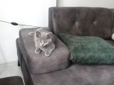 British Shorthair 2 Aylik Erkek