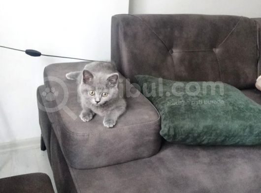 British Shorthair 2 Aylik Erkek