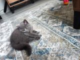 British Shorthair 2 Aylik Erkek