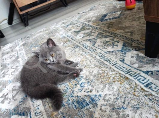 British Shorthair 2 Aylik Erkek görsel