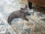 British Shorthair 2 Aylik Erkek