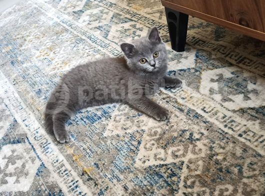 British Shorthair 2 Aylik Erkek görsel