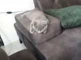 British Shorthair 2 Aylik Erkek