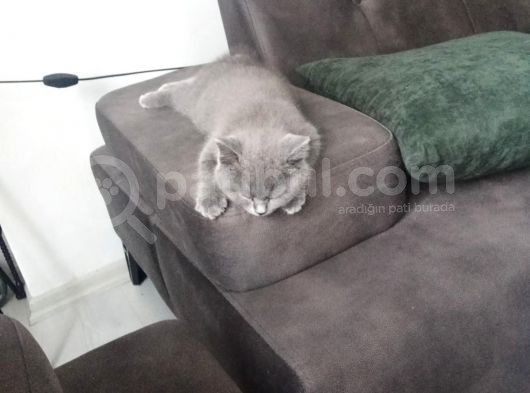 British Shorthair 2 Aylik Erkek görsel