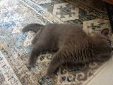 British Shorthair 2 Aylik Erkek