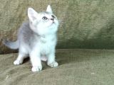 Scottish Fold Ve British Shorthair Yavrularımızı Sahiplendiriyoruz
