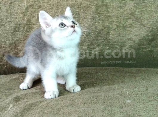 Scottish Fold Ve British Shorthair Yavrularımızı Sahiplendiriyoruz görsel