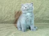 Scottish Fold Ve British Shorthair Yavrularımızı Sahiplendiriyoruz