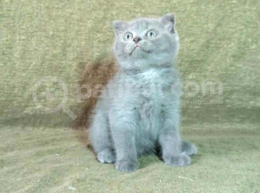 Scottish Fold Ve British Shorthair Yavrularımızı Sahiplendiriyoruz görsel