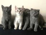 Scottish Fold Ve British Shorthair Yavrularımızı Sahiplendiriyoruz
