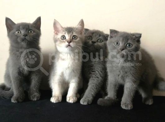 Scottish Fold Ve British Shorthair Yavrularımızı Sahiplendiriyoruz görsel