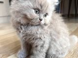 İstanbul Ve İzmir British Longhair 1 Dişi 1 Erkek 3 Aylık