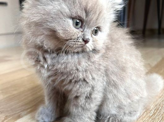 İstanbul Ve İzmir British Longhair 1 Dişi 1 Erkek 3 Aylık