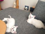 Safkan British Shorthair Ve Longhair Yavrular