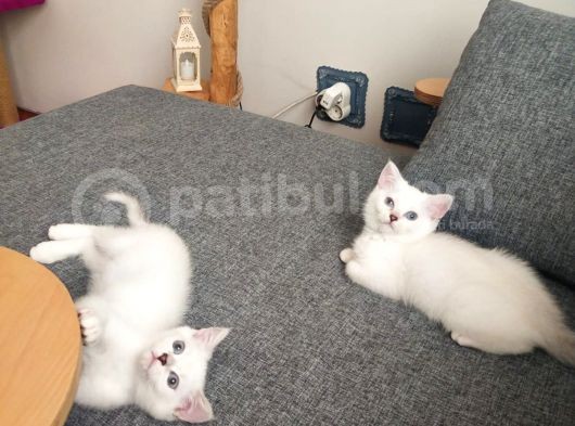 Safkan British Shorthair Ve Longhair Yavrular görsel