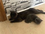 Anne British Shorthair Baba Scottish Fold