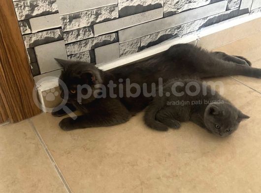 Anne British Shorthair Baba Scottish Fold görsel