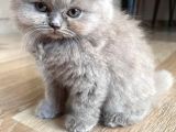 İstanbul Ve İzmir British Longhair 1 Dişi 1 Erkek 3 Aylık