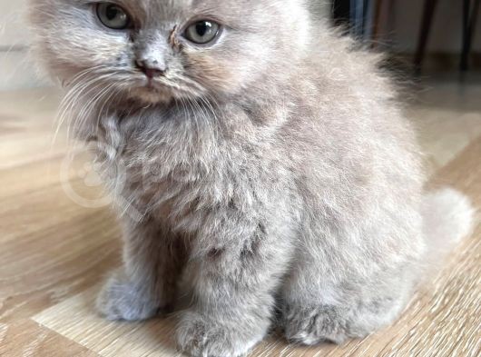 İstanbul Ve İzmir British Longhair 1 Dişi 1 Erkek 3 Aylık görsel