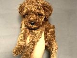 Red Brown Toy Poodle Bebekler