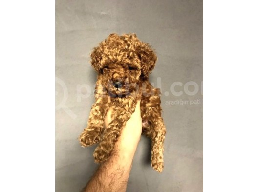 Red Brown Toy Poodle Bebekler