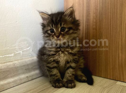 Saf Kan British Longhair Yavrularımız Yeni Yuvalarını Bekliyor görsel
