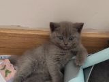 Anne British Shorthair Baba Scottish Fold