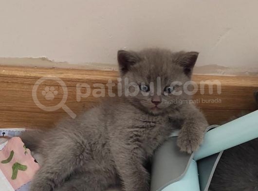 Anne British Shorthair Baba Scottish Fold