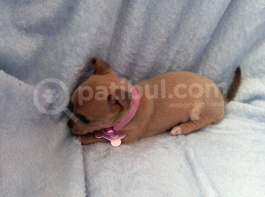 Mini Şivava görsel