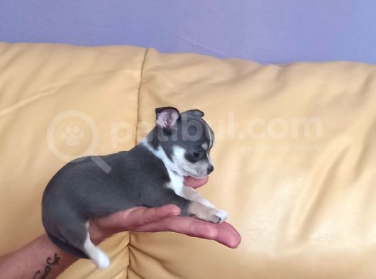 Mini Şivava görsel