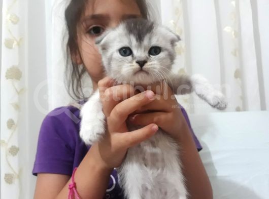 Dünya Tatlısı Yavrular görsel