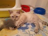 Adana Saf Kan British Shorthair 2 Aylık Dişi