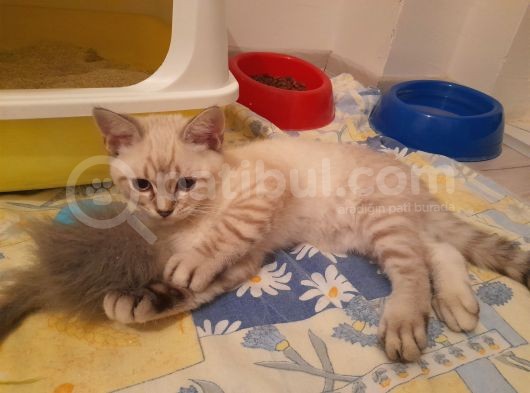 Adana Saf Kan British Shorthair 2 Aylık Dişi görsel