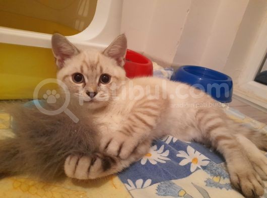 Adana Saf Kan British Shorthair 2 Aylık Dişi görsel