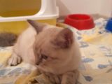 Adana Saf Kan British Shorthair 2 Aylık Dişi